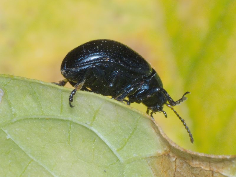 Chrysolina haemoptera (Linnaeus, 1758)